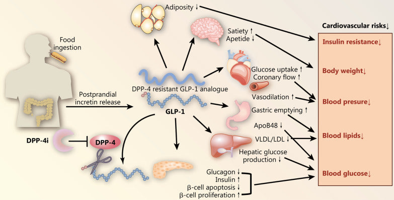DPP-4 inhibitors and GLP-1RAs: cardiovascular safety and benefits