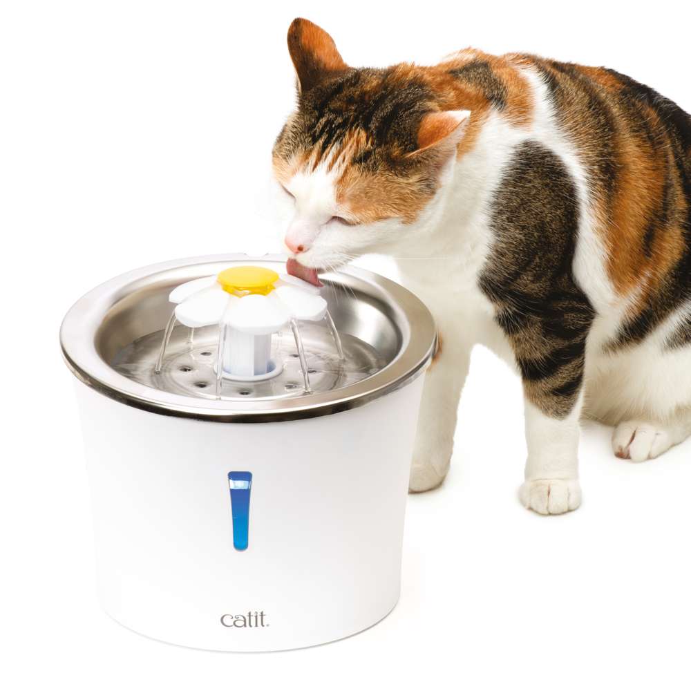 Chat buvant à la fontaine Catit avec fleur en acier inoxydable, eau circulant doucement.