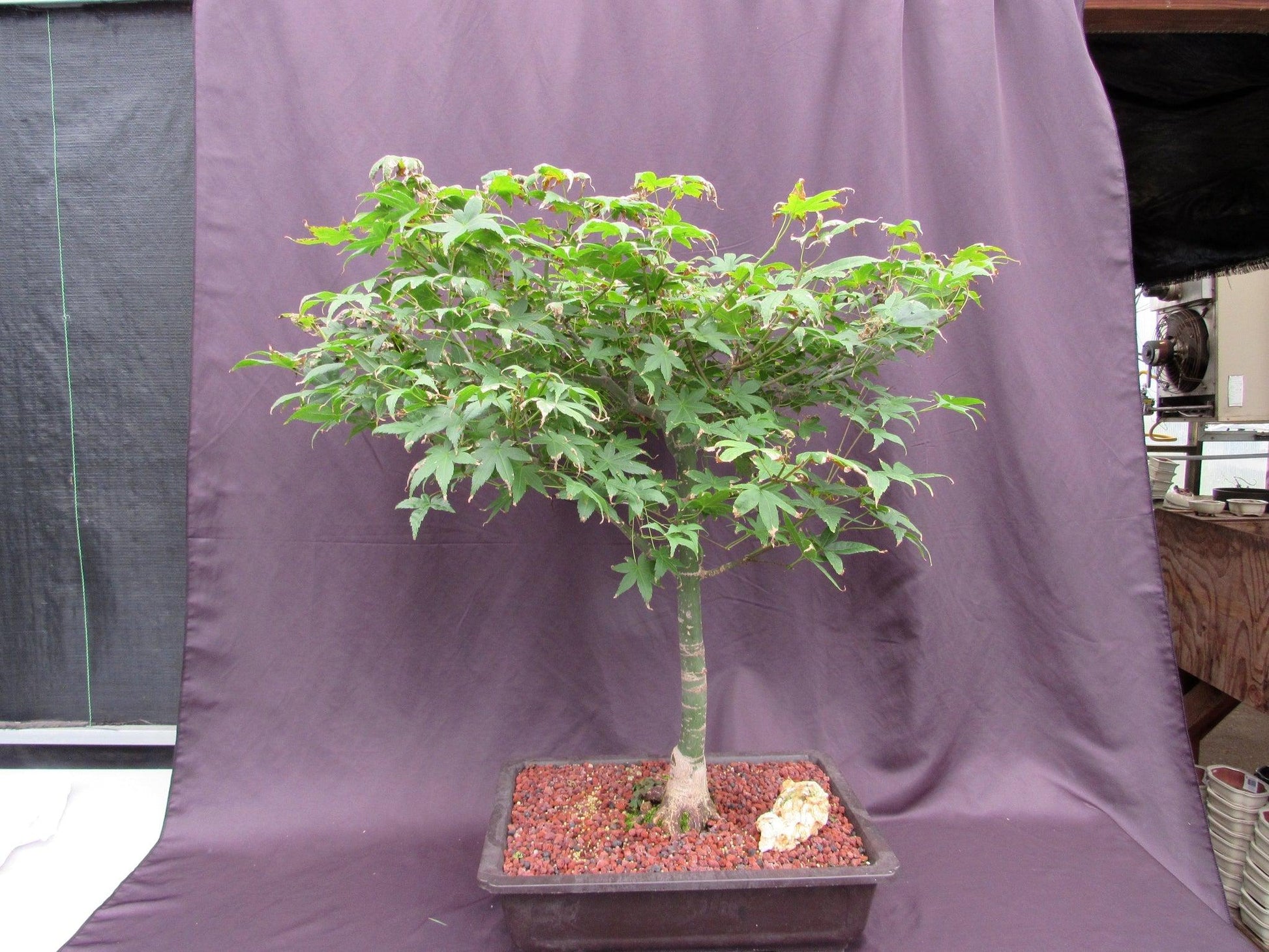44 Year Old Shindeshojo Japanese Maple Specimen Bonsai Tree
