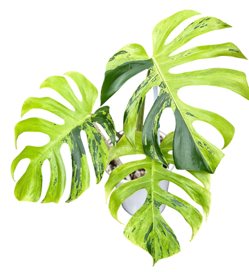 Monstera Deliciosa “Light Lime”