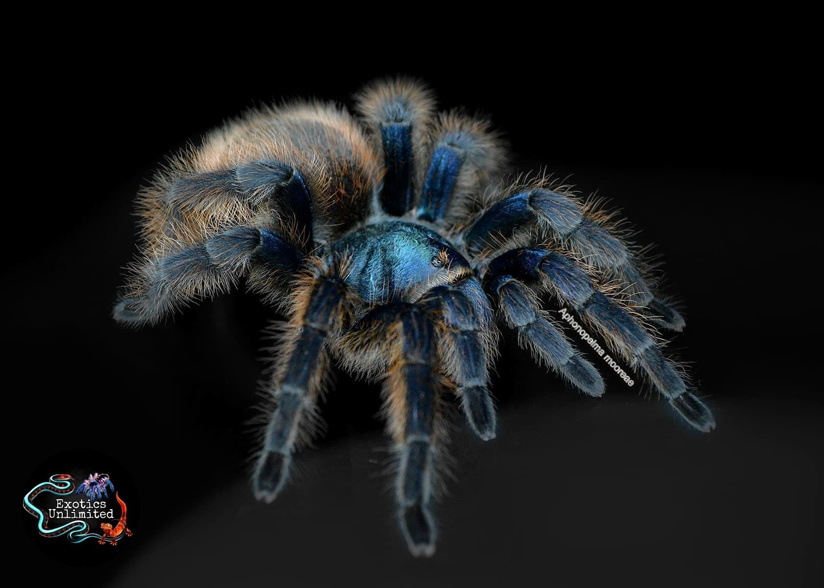 Aphonopelma mooreae (Mexican Jade Fuego Tarantula)