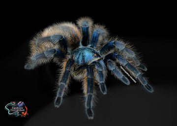 Aphonopelma mooreae (Mexican Jade Fuego Tarantula)