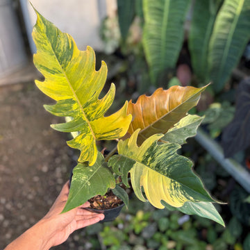 Philodendron caramel marble variegated