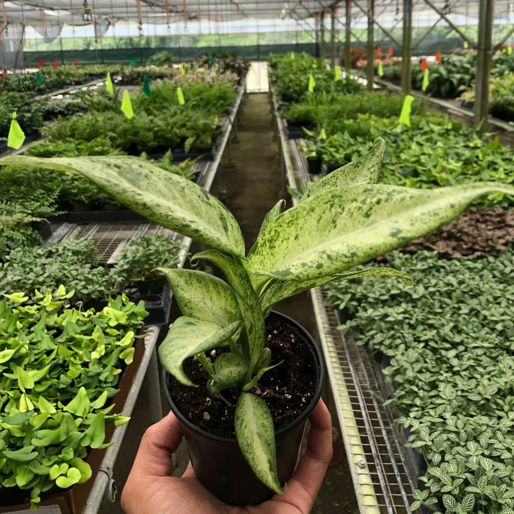 Dieffenbachia Camouflage indoor plant