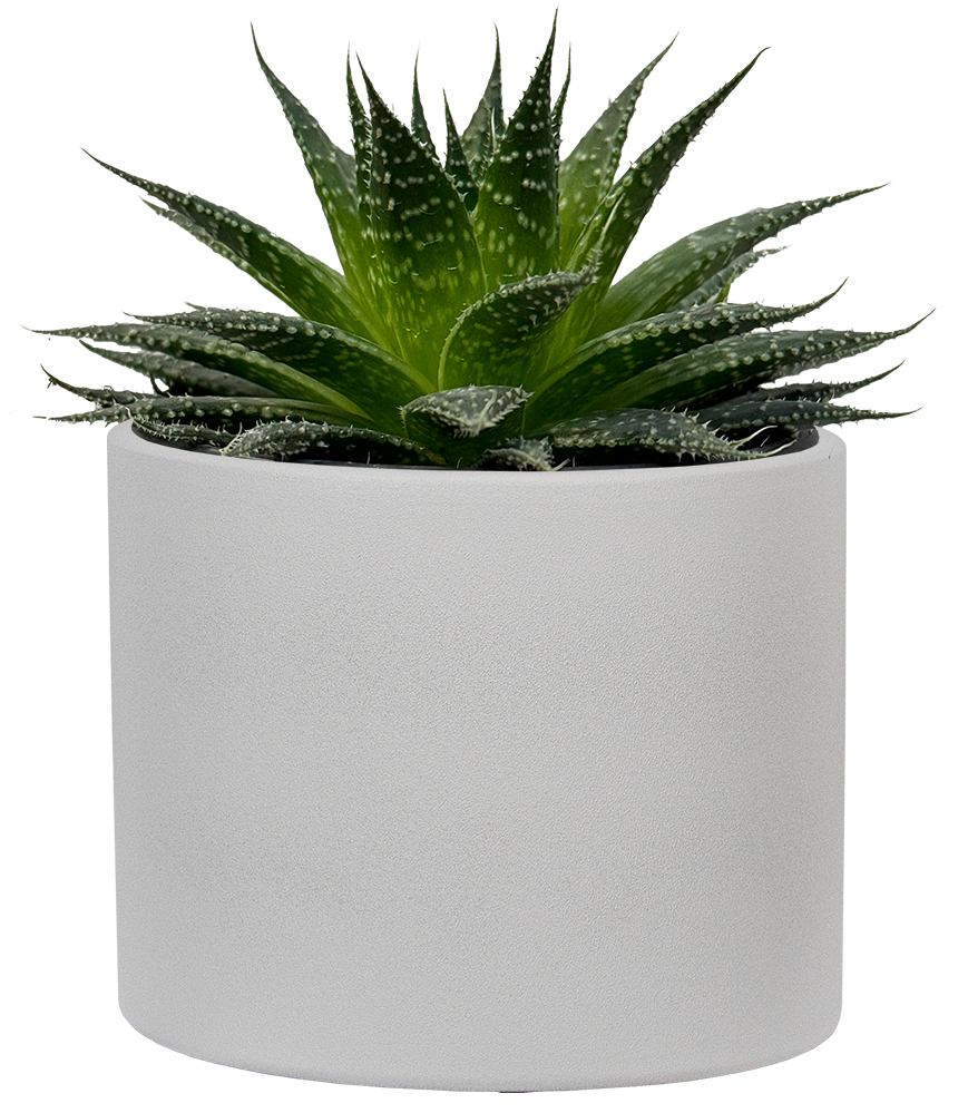 Aloe Aristata (S) | Lace Aloe