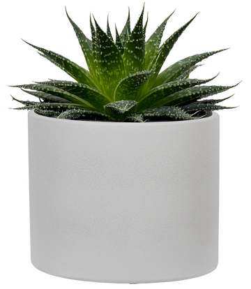 Aloe Aristata (S) | Lace Aloe
