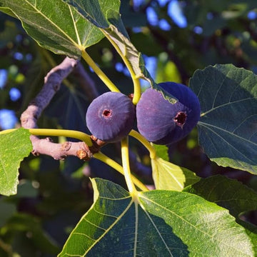 Five Finger Anjeer/Fig Plant