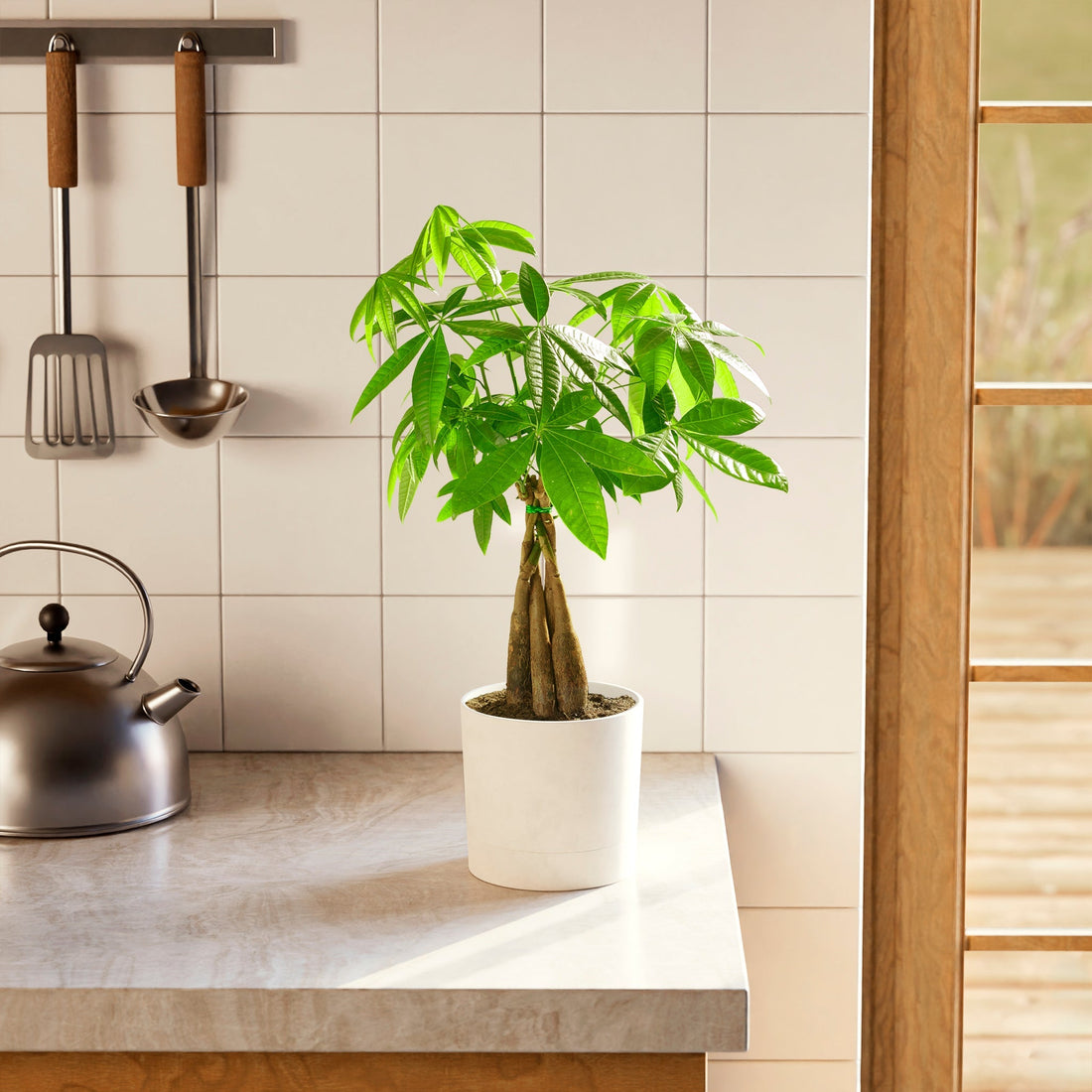 Money Tree Plant on a kitchen counter with tiled wall and utensils in the background.