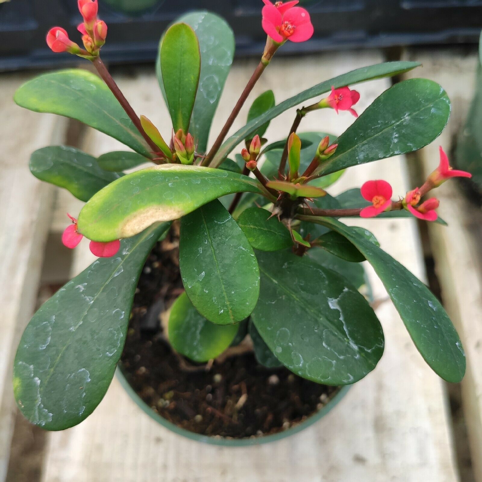 Crown of Thorns - Euphorbia milii with red-pink bracts.