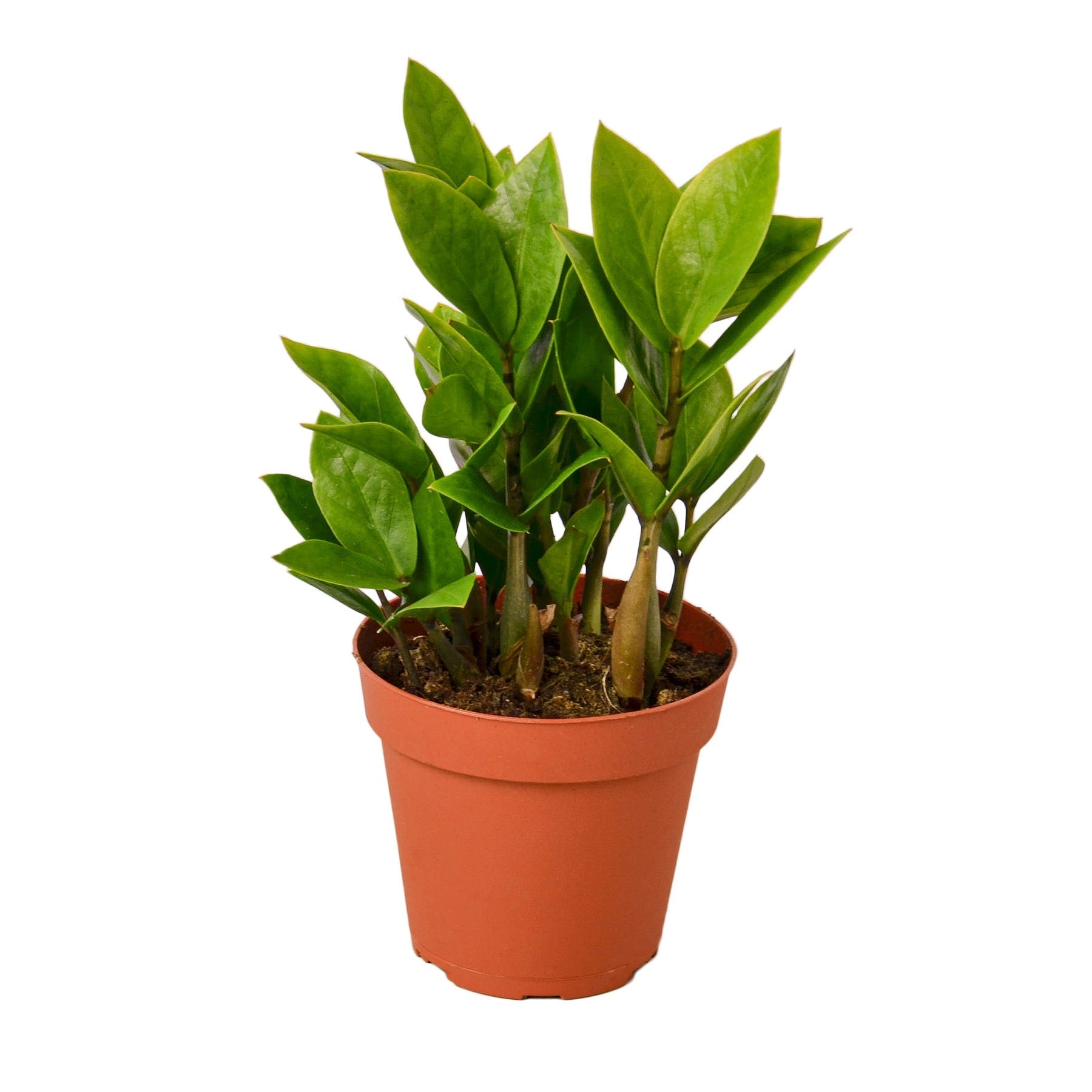Zamioculcas Zamiifolia ZZ - ZZ Top Performer: Low-Light, Drought-Tolerant Houseplant