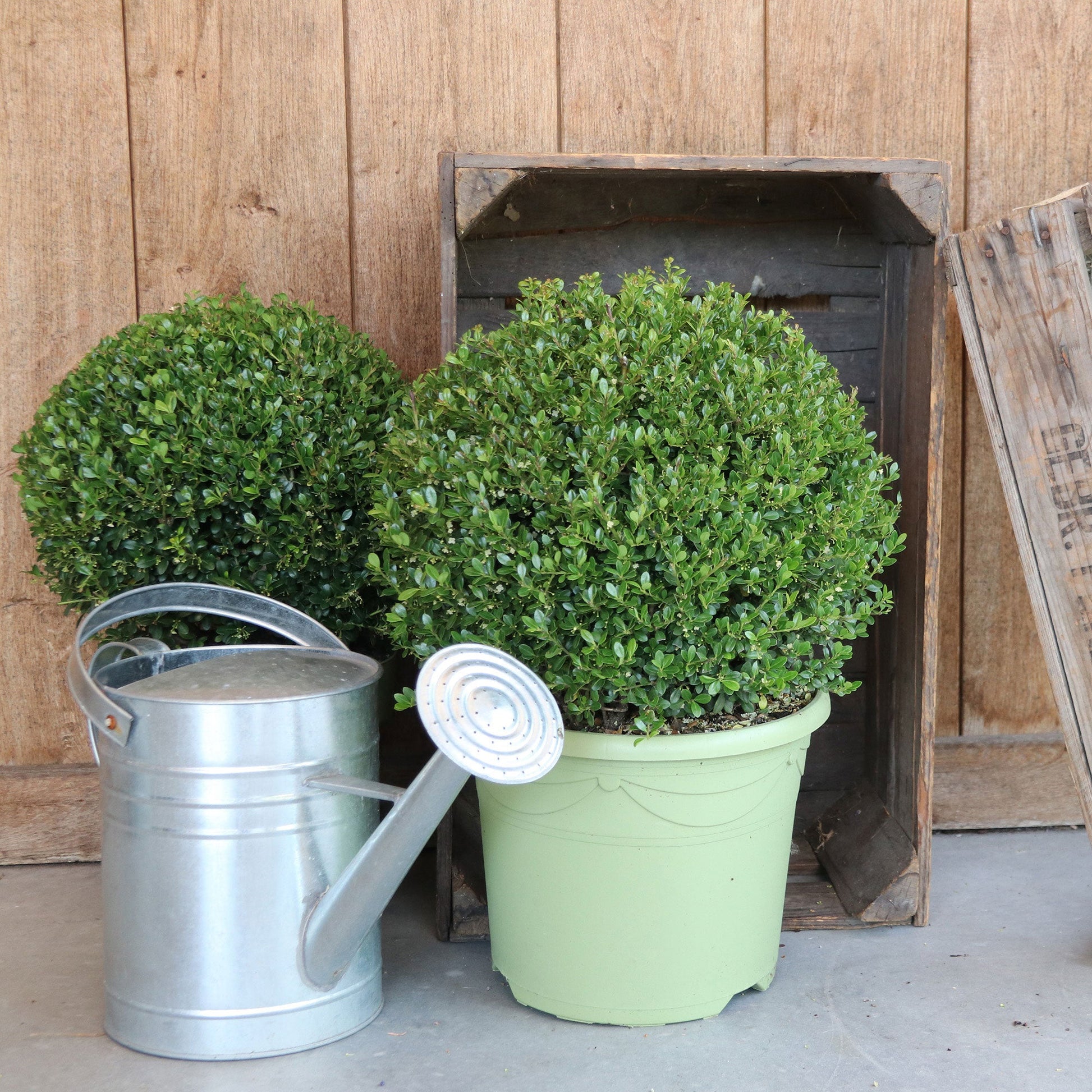 Japanische Stechpalme Ilex crenata Kugelform