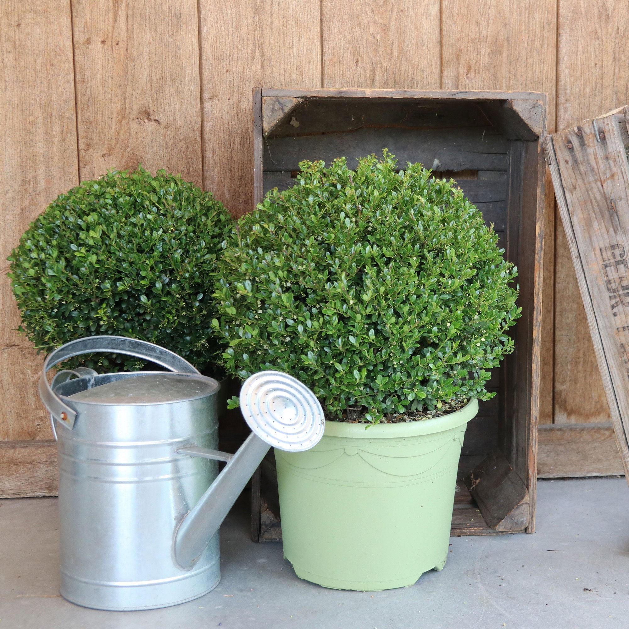 Japanische Stechpalme Ilex crenata Kugelform