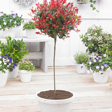 Glanzmispel Photinia 'Red Robin' Auf einem Stamm grün-rot