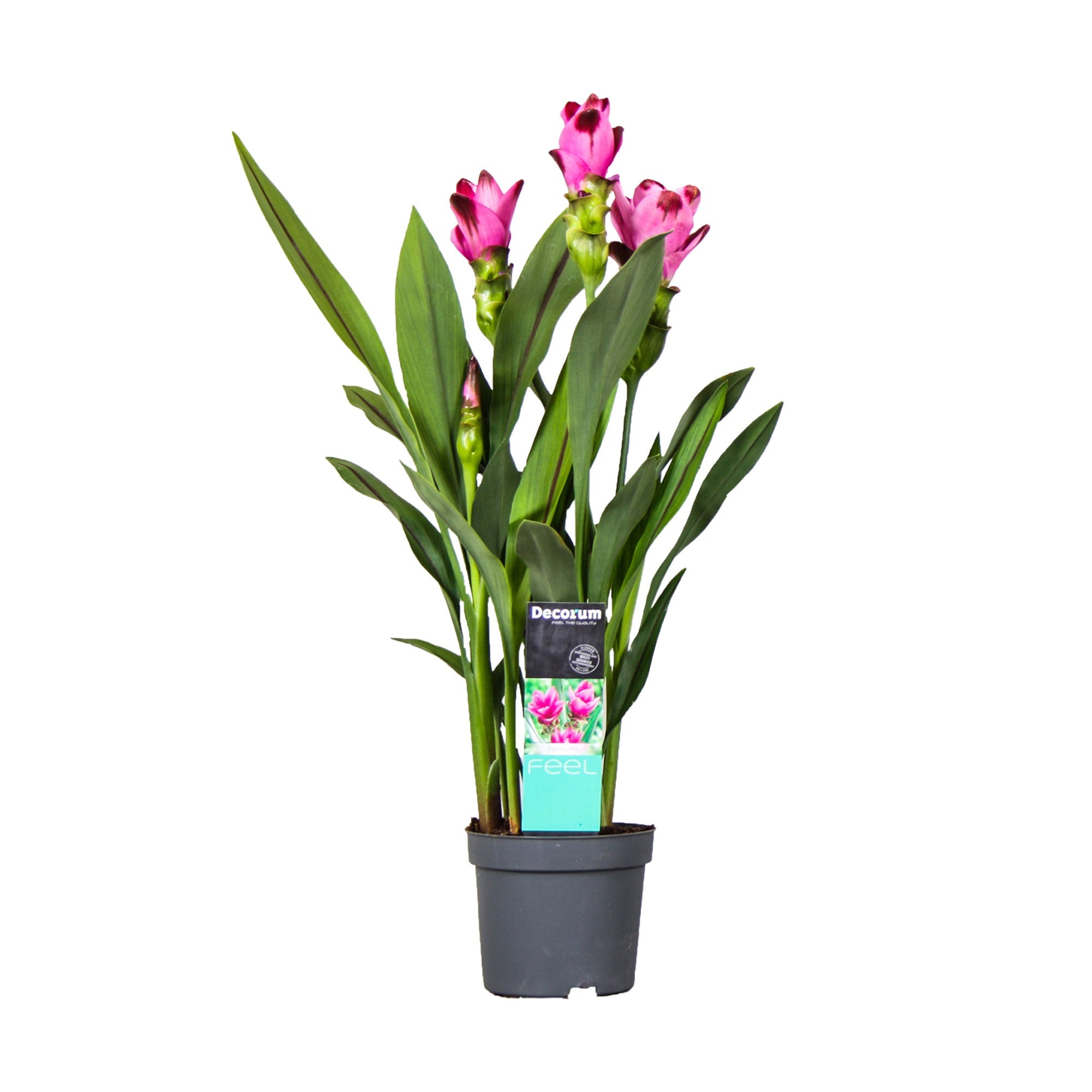 Kurkuma Curcuma 'Siam Splash' Lila