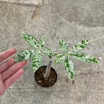 Pachira aquatica variegata 4" - Variegated Money Tree