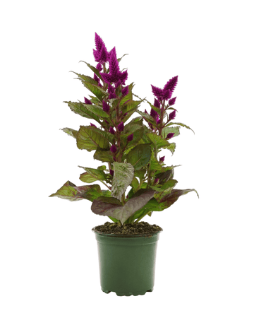 Celosia venezuela - Annuals