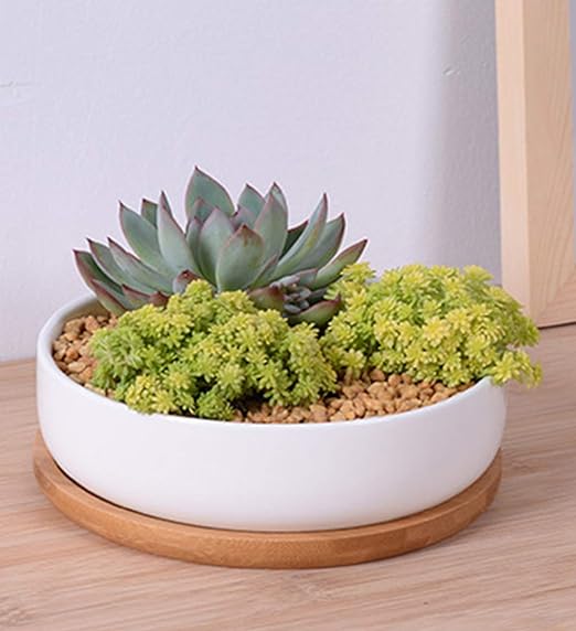 White ceramic circular shallow planter holding a green succulent and yellow-green leafy plant in pebbles on a bamboo drainage tray.