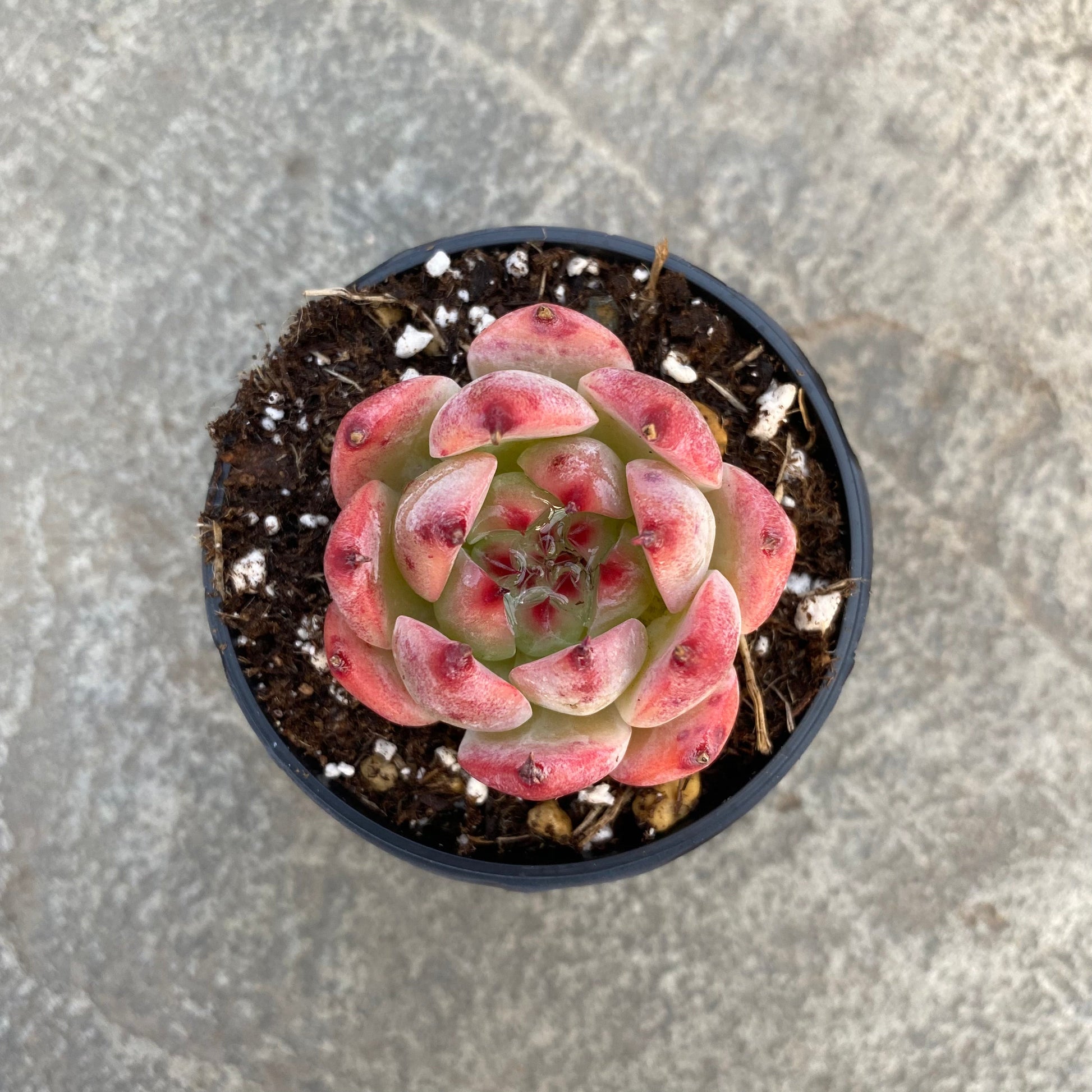 Echeveria 'Honey Peach'