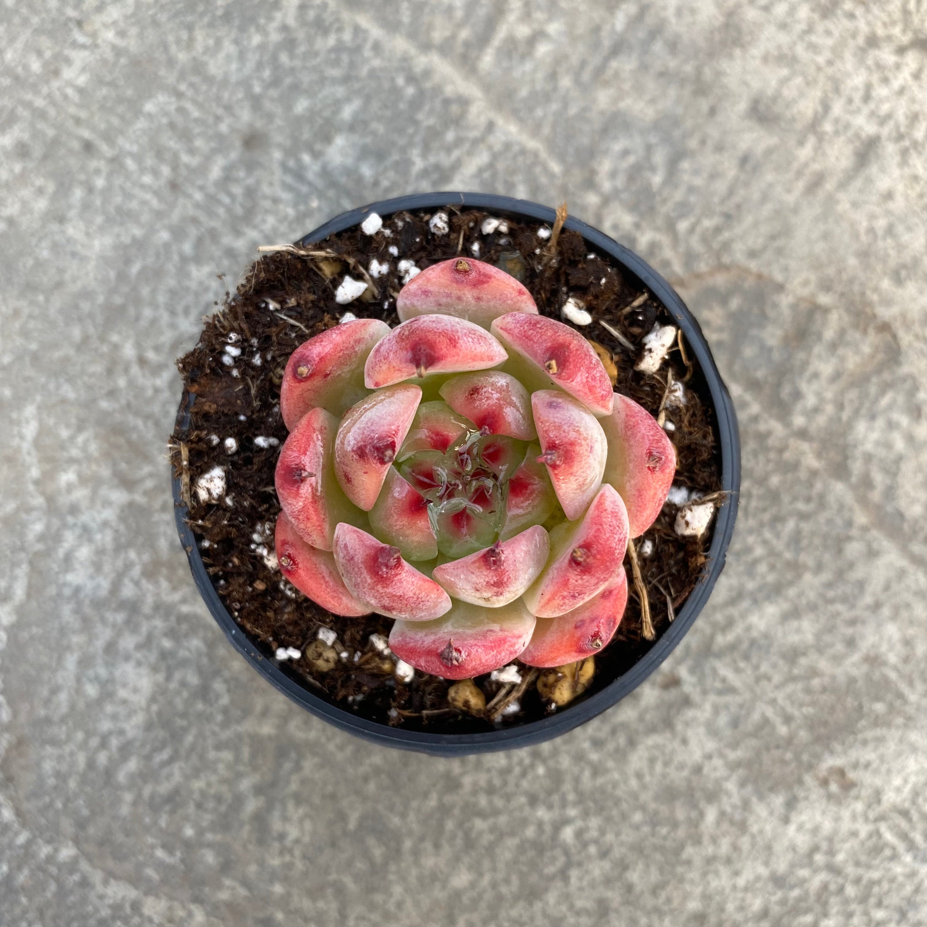 Echeveria 'Honey Peach'