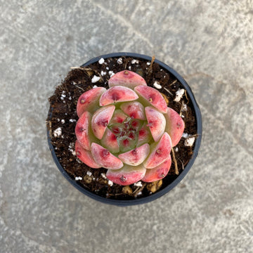 Echeveria 'Honey Peach'