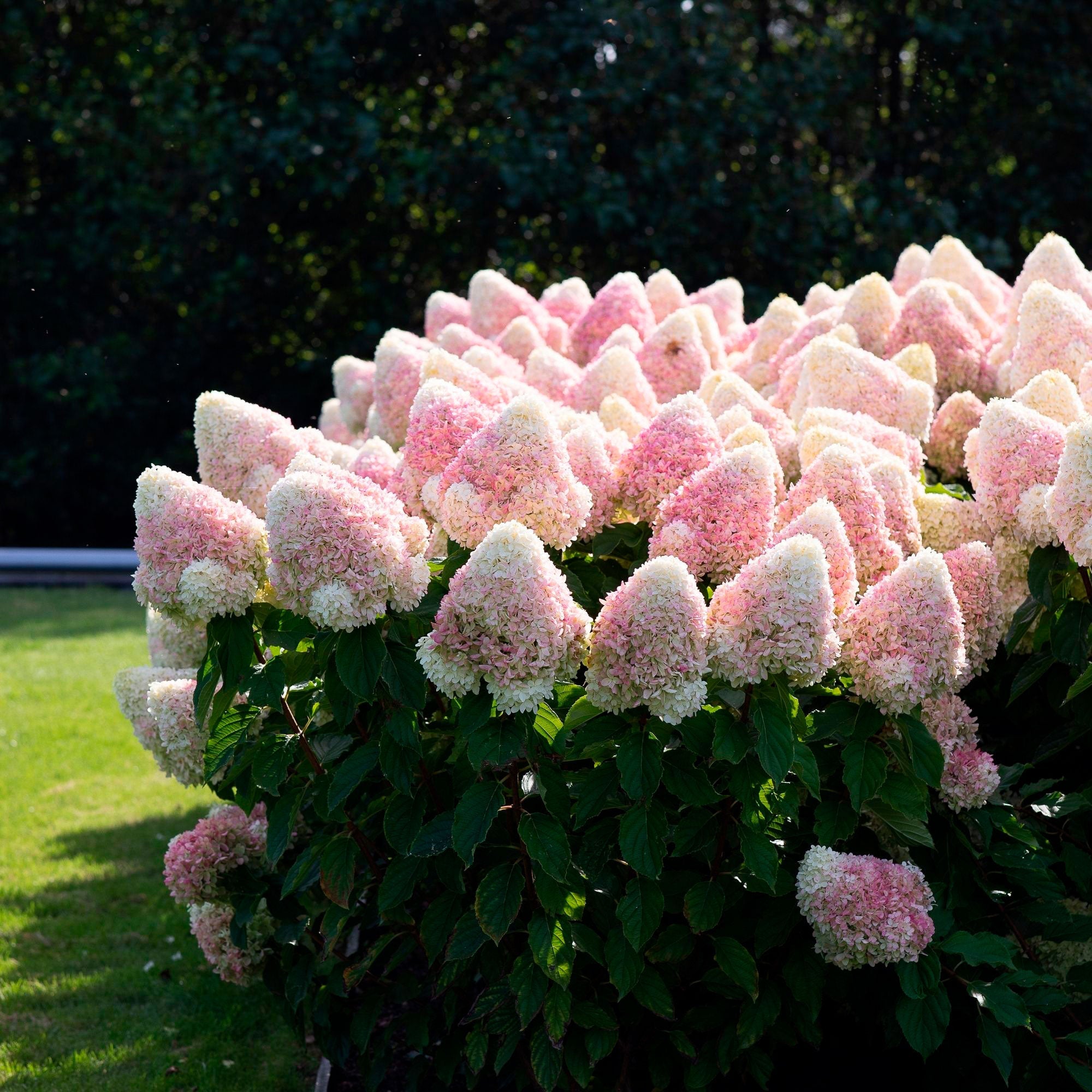 Rispenhortensie Hydrangea 'Living Raspberry Pink'® Weiß-Rosa - Winterhart