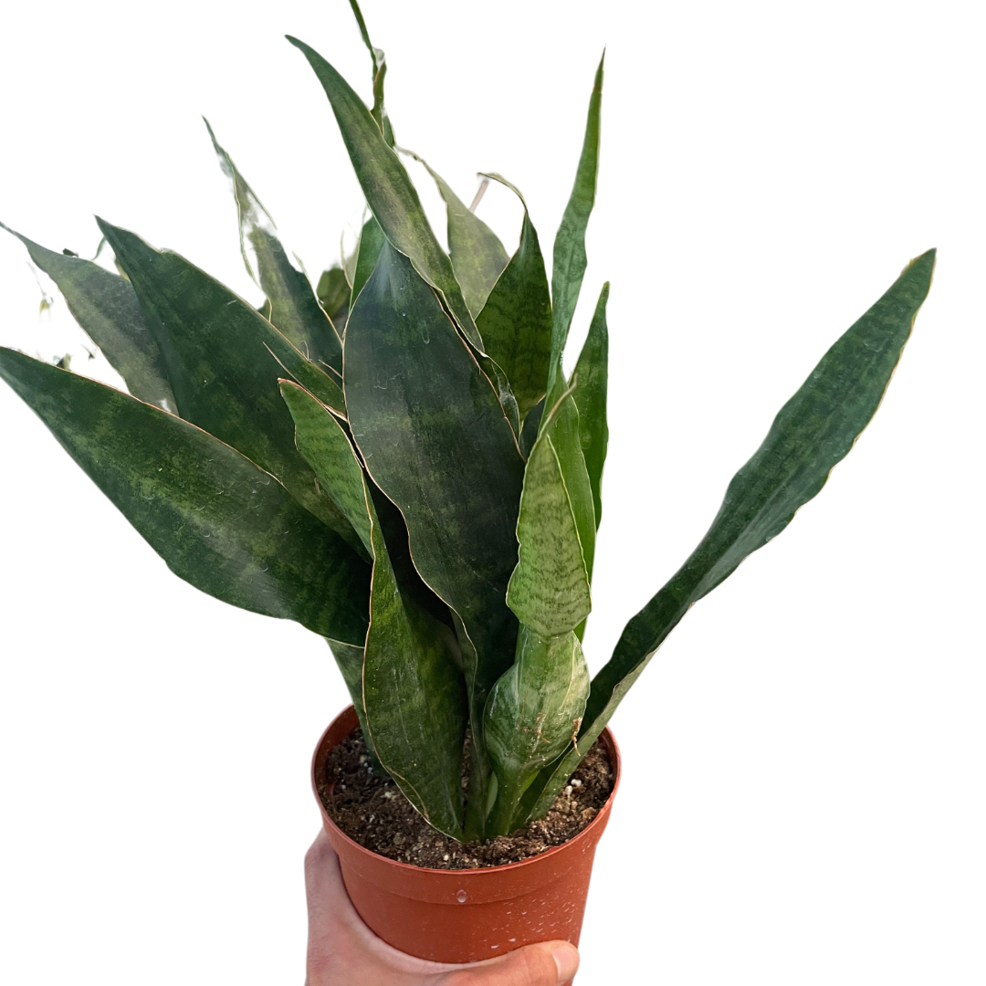 Snake Plant Jaboa with compact dark-patterned leaves spreading in neat low rosette form