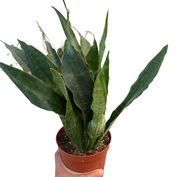 Snake Plant Jaboa with compact dark-patterned leaves spreading in neat low rosette form
