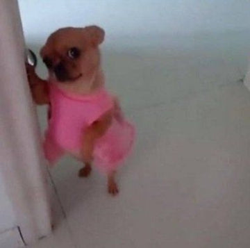 Adorable Small Dog in a Pink Shirt
