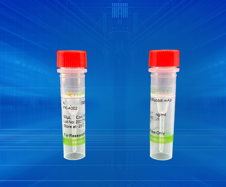 PHD3 (Y11) Rabbit mAb