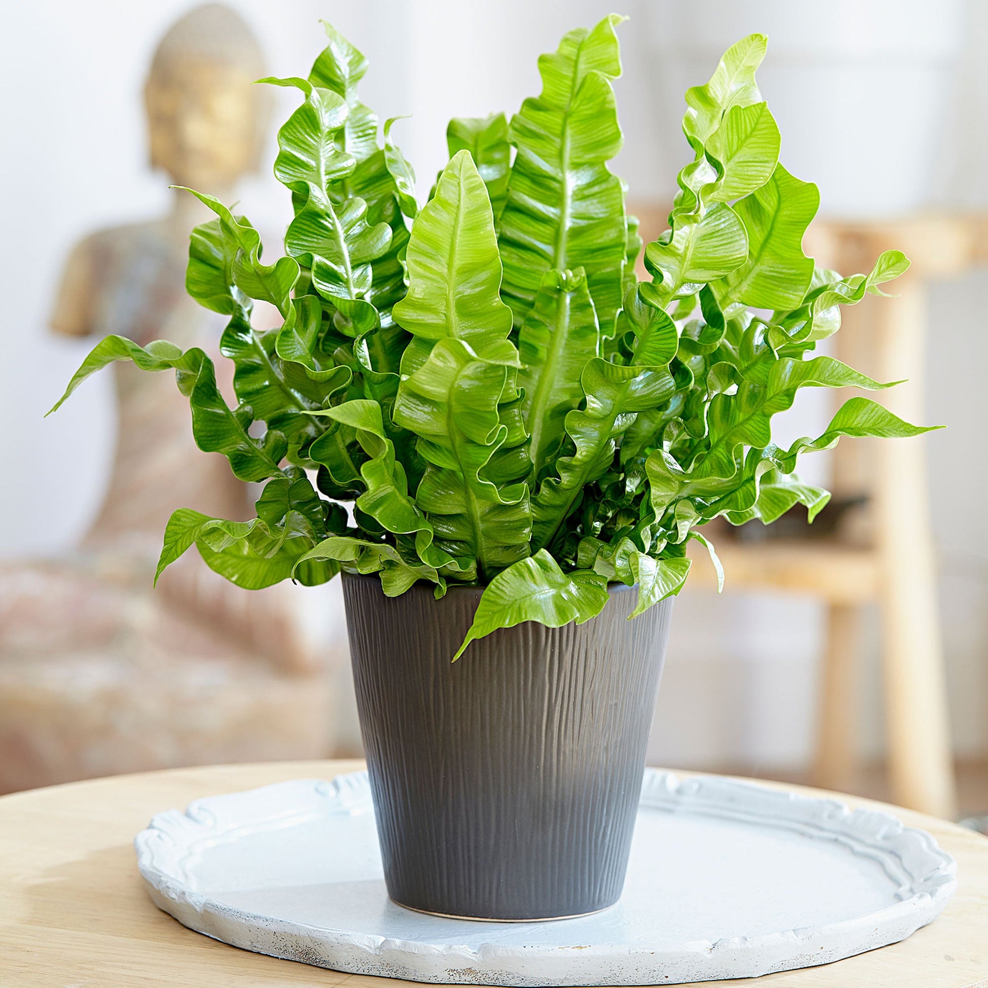 Asplénie nid-d'oiseau Asplenium 'Crispy Wave'