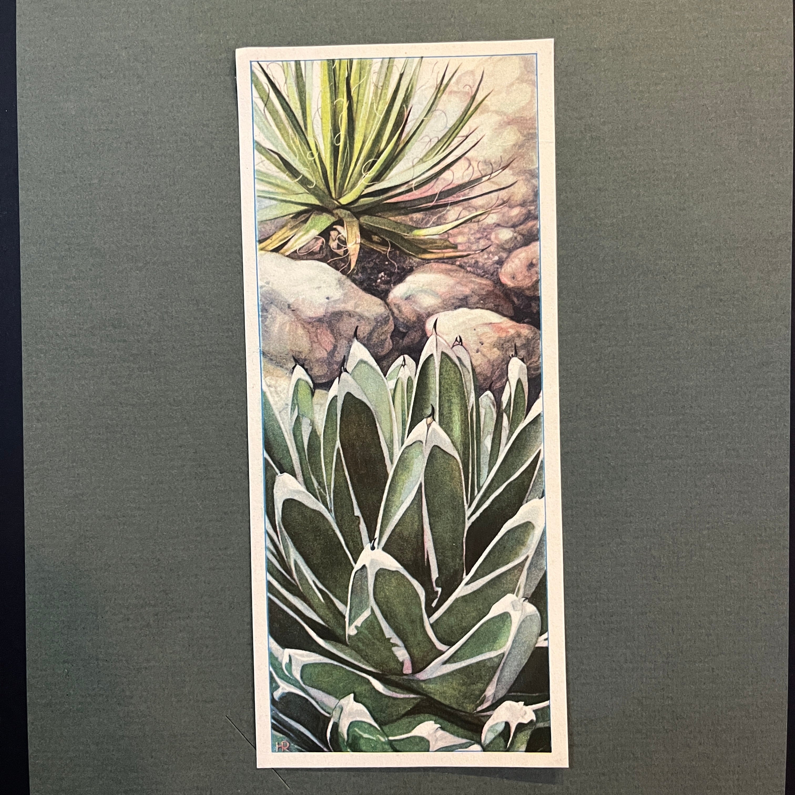 Königinnen-Agave und Faden-Agave. Aus dem Verkade-Album „Succulents“ von 1932.