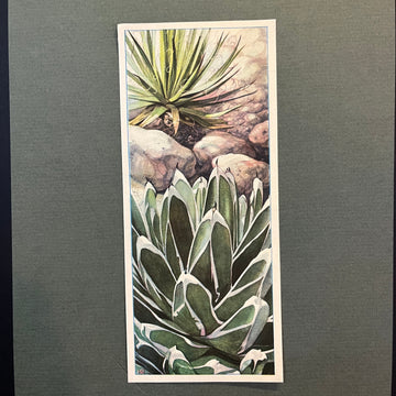 Königinnen-Agave und Faden-Agave. Aus dem Verkade-Album „Succulents“ von 1932.