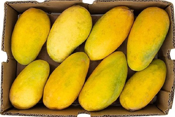 Pakistani Mango (Sindhri) Jumbo Box
