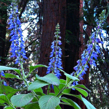 Coleus forsokolii - Plectranthus barbatus  - Indian Coleus