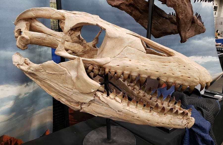 Mosasaurus Skull cast replica Prognathon with stand
