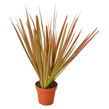 Dracaena Colorama indoor plant
