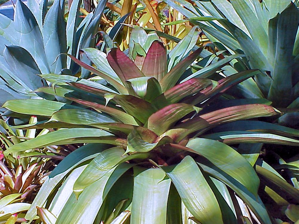 Alcantarea imperialis 'Red'