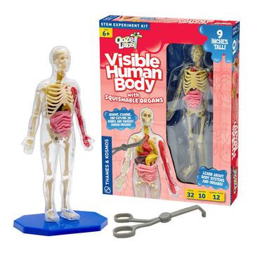 Thames & Kosmos Ooze Labs: Visible Human Body with Squishable Organs