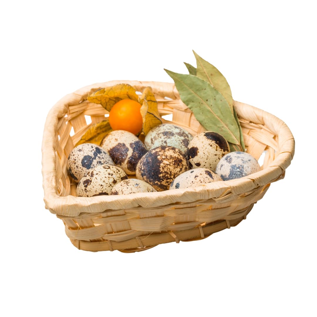 Jumbo Coturnix Quail Eggs Brown/Wild type for Hatching, Fertile Quail Eggs from Quality Monitored Flocks Birds Reach Jumbo Size Within 10 Weeks