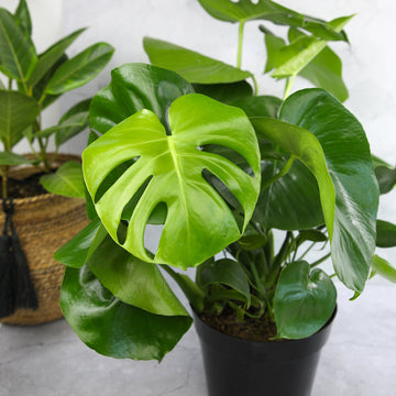 Monstera Deliciosa: Popular Live Plant - (6” Pot) – Easy Plant Care - Low Maintenance House Plant for Home - Tropical Indoor House Plants for Plant Lovers