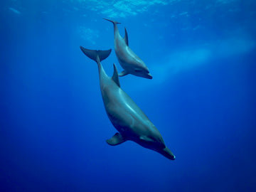 To the deep Poster och Canvastavla