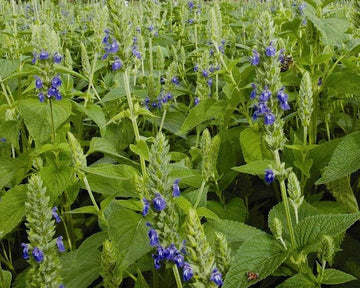 CHIA --Salvia hispanica--