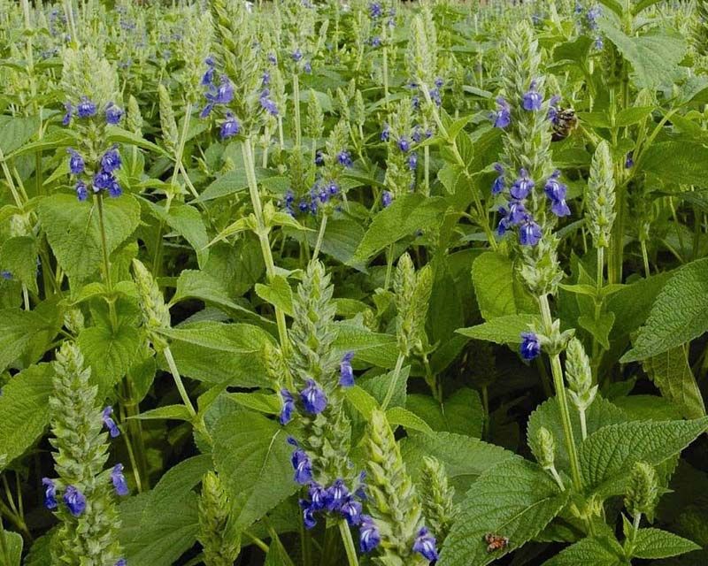 CHIA --Salvia hispanica--