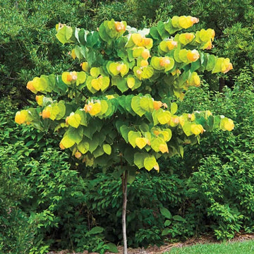 A young rising sun redbud tree with heart-shaped leaves transitioning from green to yellow-orange in a garden