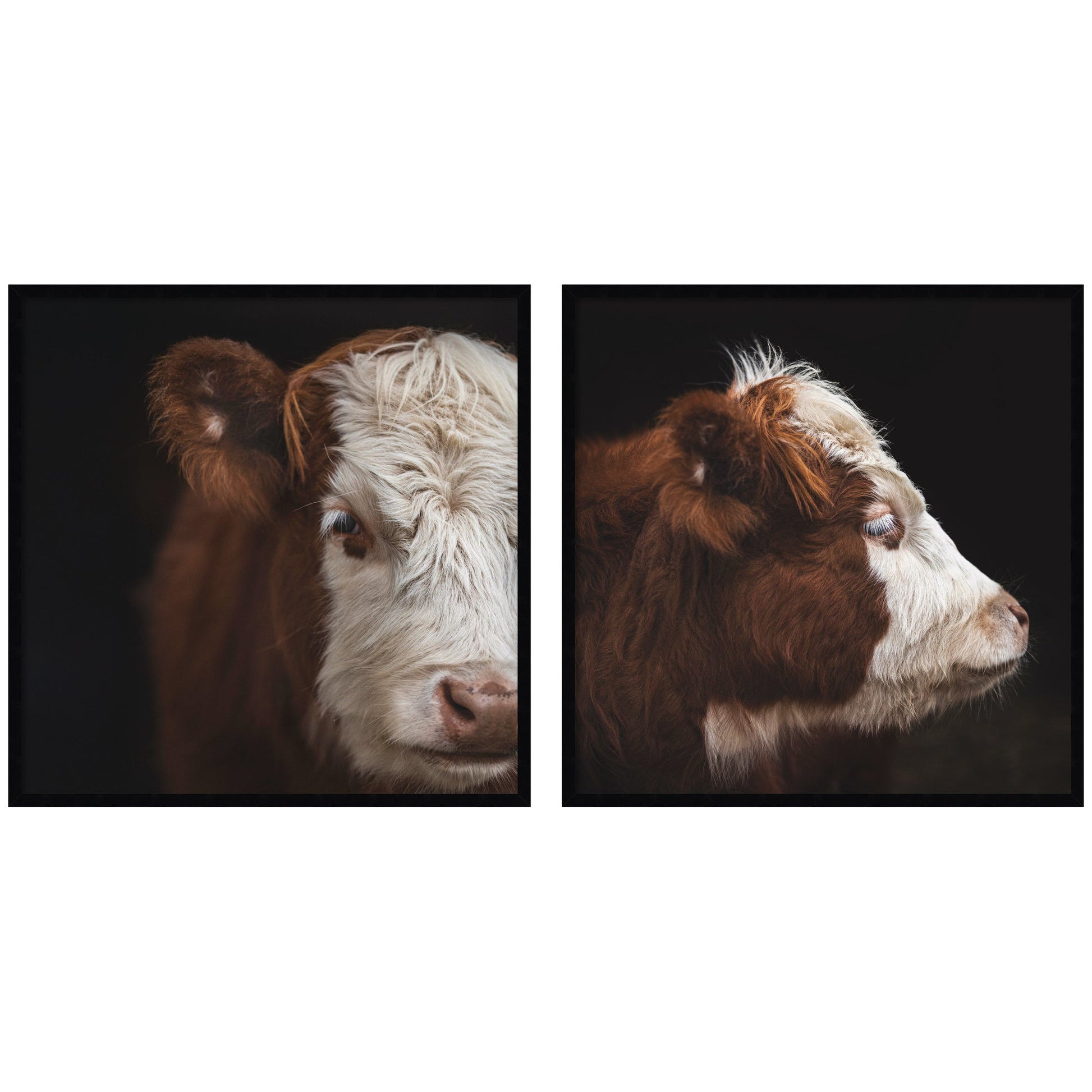 Cow close-up 2 piece framed wall art print set in black frames