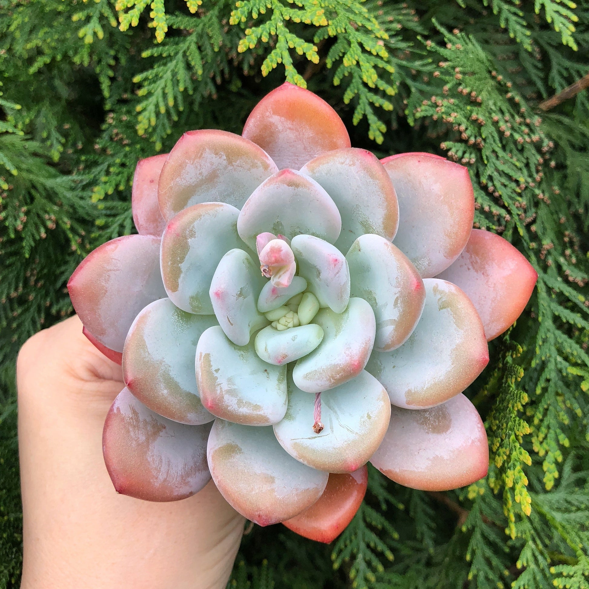 Echeveria Peach Berry, (Very Large)