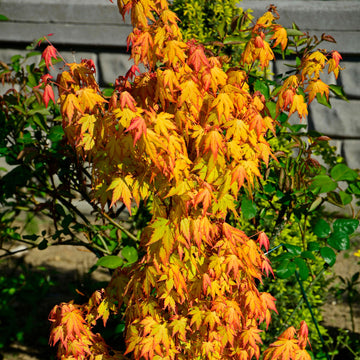Érable du Japon 'Orange Dream' - Bakker