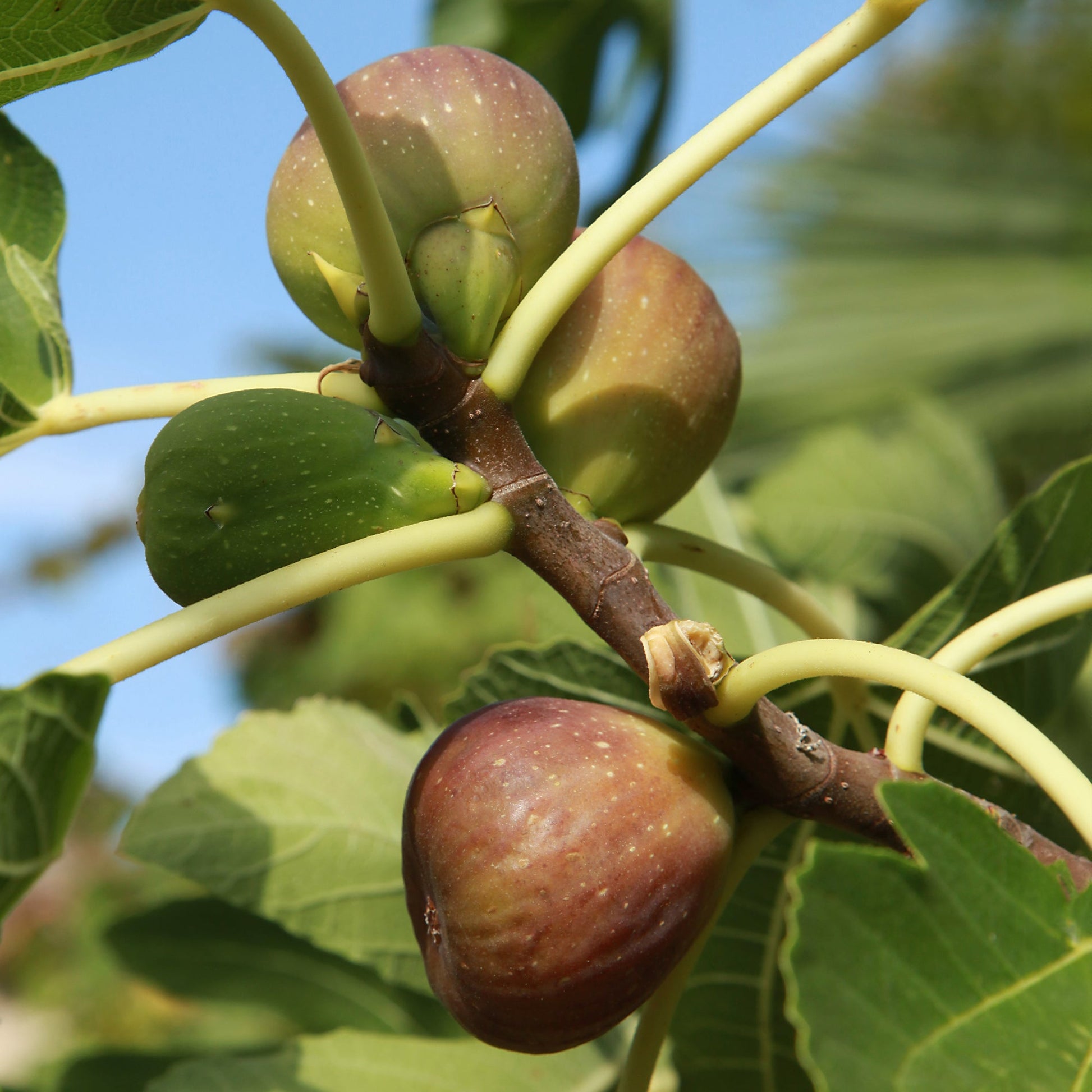 Feigenbaum 'Brown Turkey' - Bakker