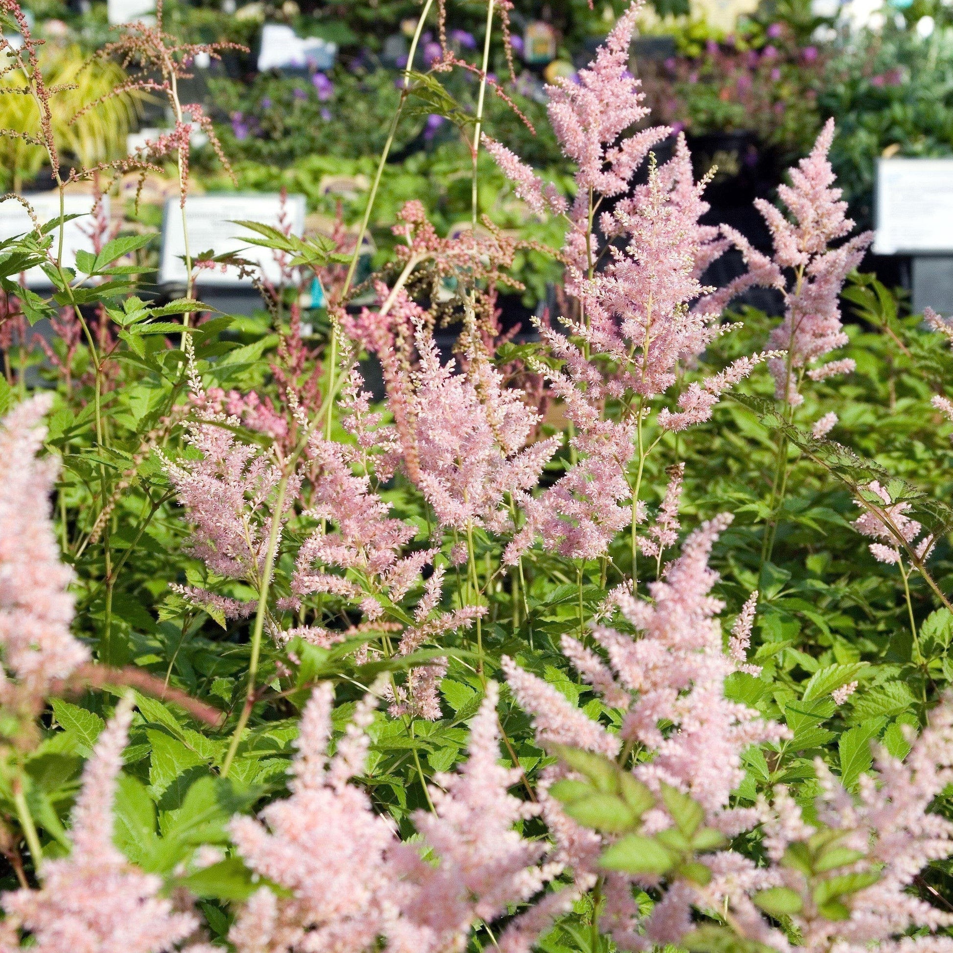 Astilbe, Peach Blossom Japanese Astilbe
