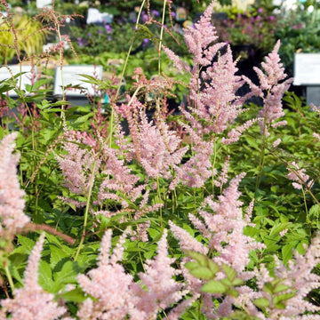 Astilbe, Peach Blossom Japanese Astilbe